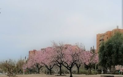 Han florecido los almendros