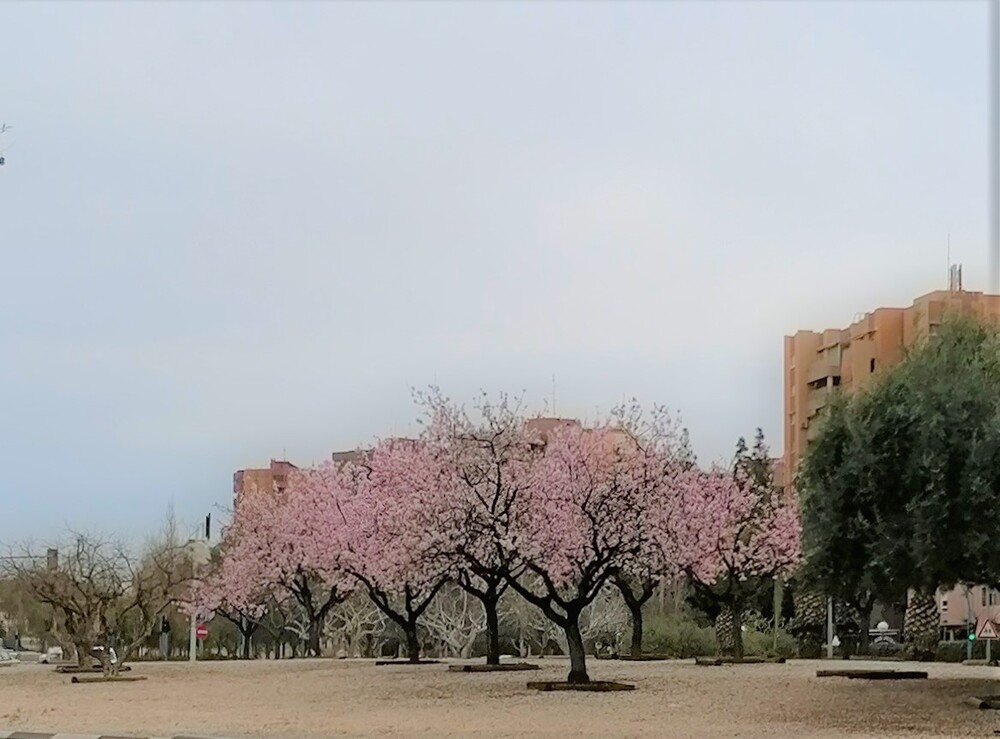 Han florecido los almendros - Salesianos Alicante